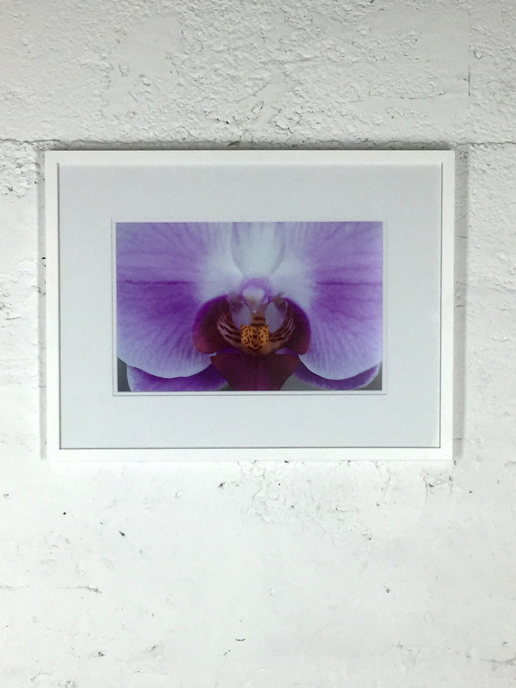 2053 Detail of Orchid White and Purple Color Photo