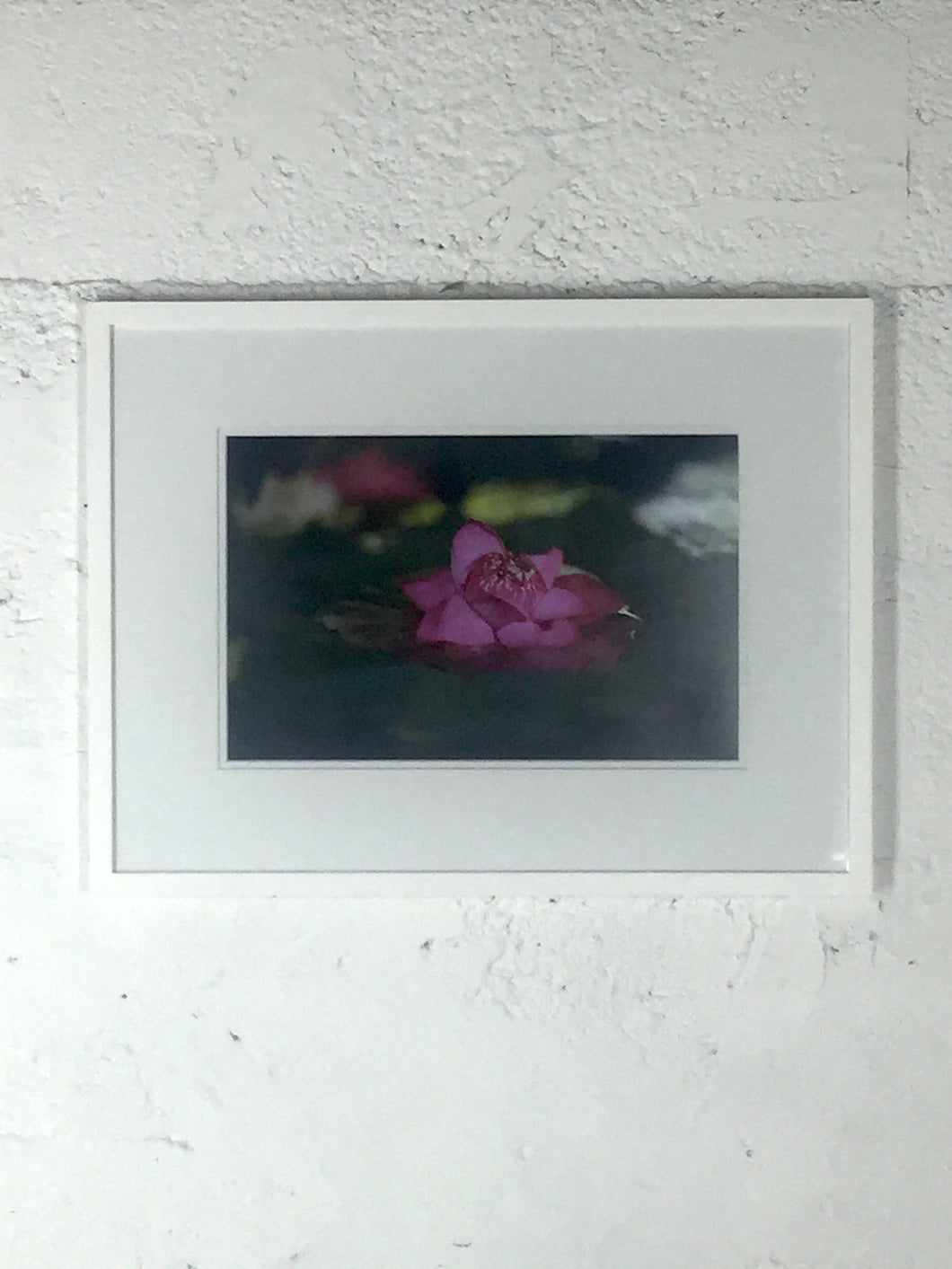2057 Flower in Water Purple Color Photo White Frame