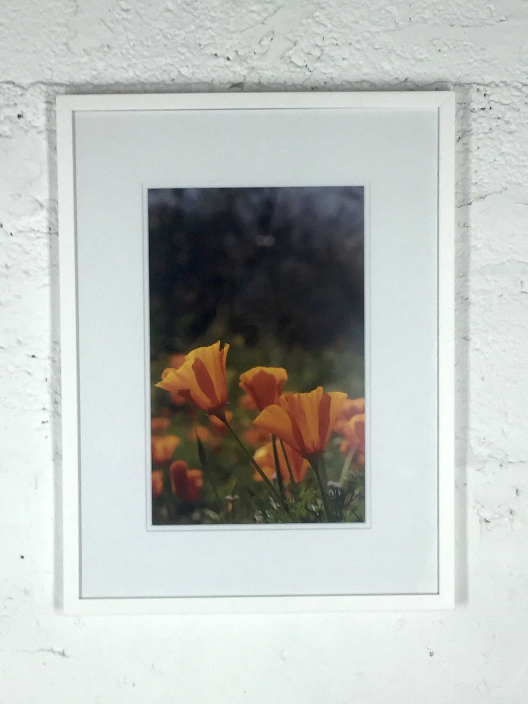 2061 Orange Flowers in a Forest Color Photo