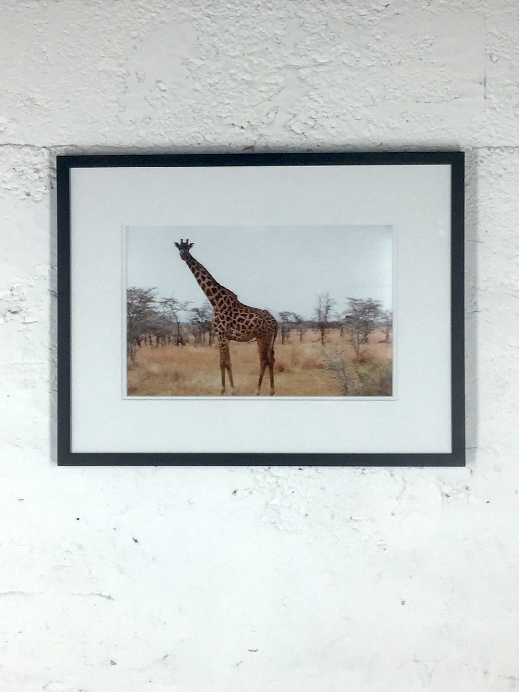 2088 Giraffe Nature Color Photo