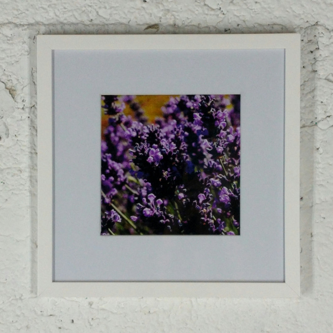 2109 Lavender Plants Purple Detail Nature Photography