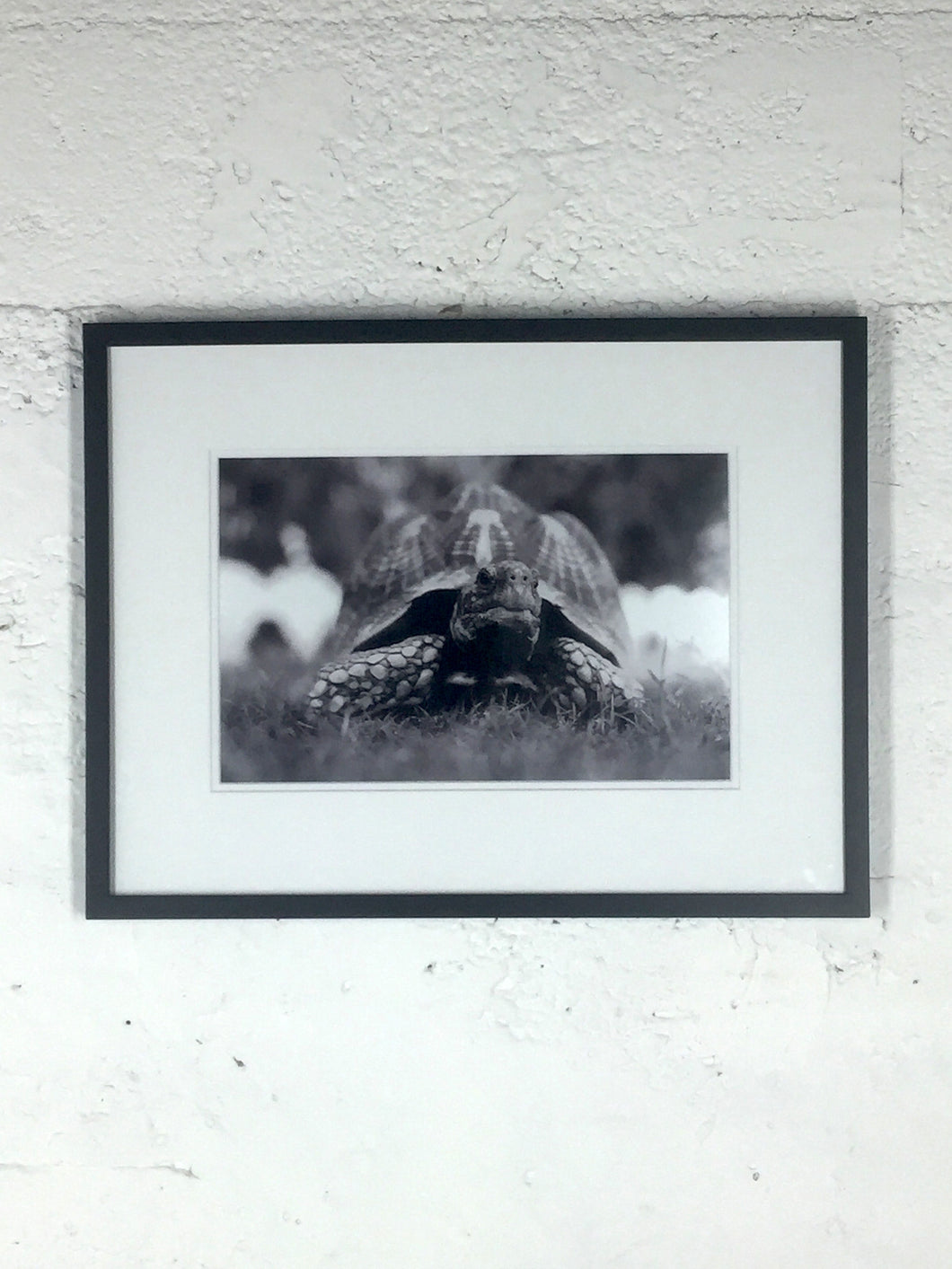 O-1009 Black and White Photo of Tortoise Nature Detail