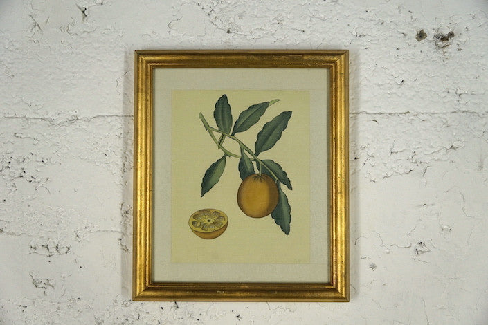 5013 Detail of Lemon on a Branch And Lemon Halved