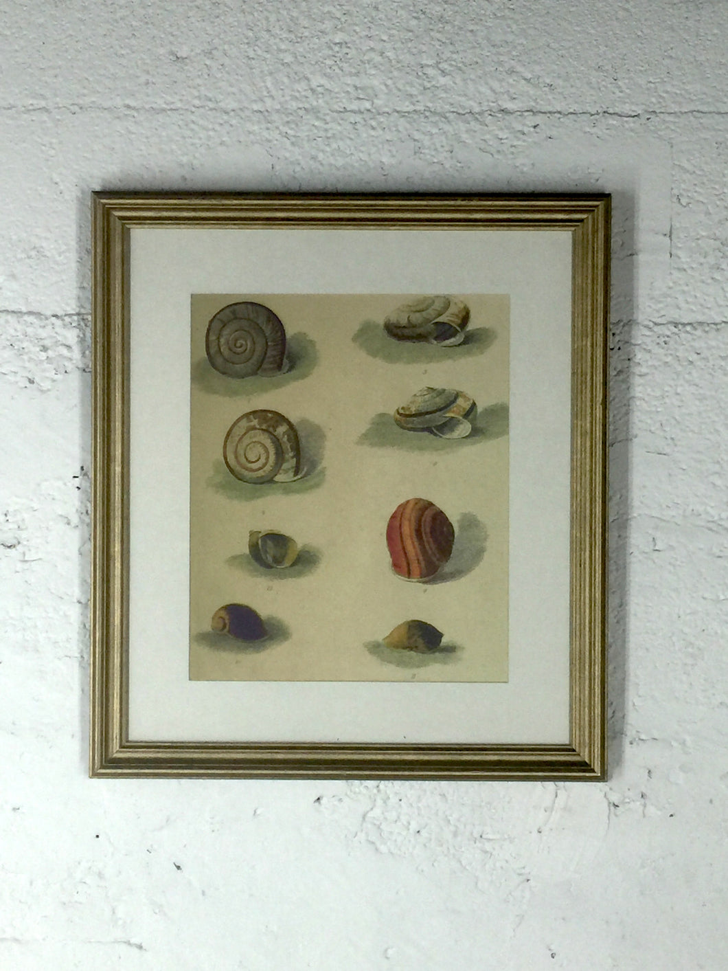 5064 Portrait of Snails Print