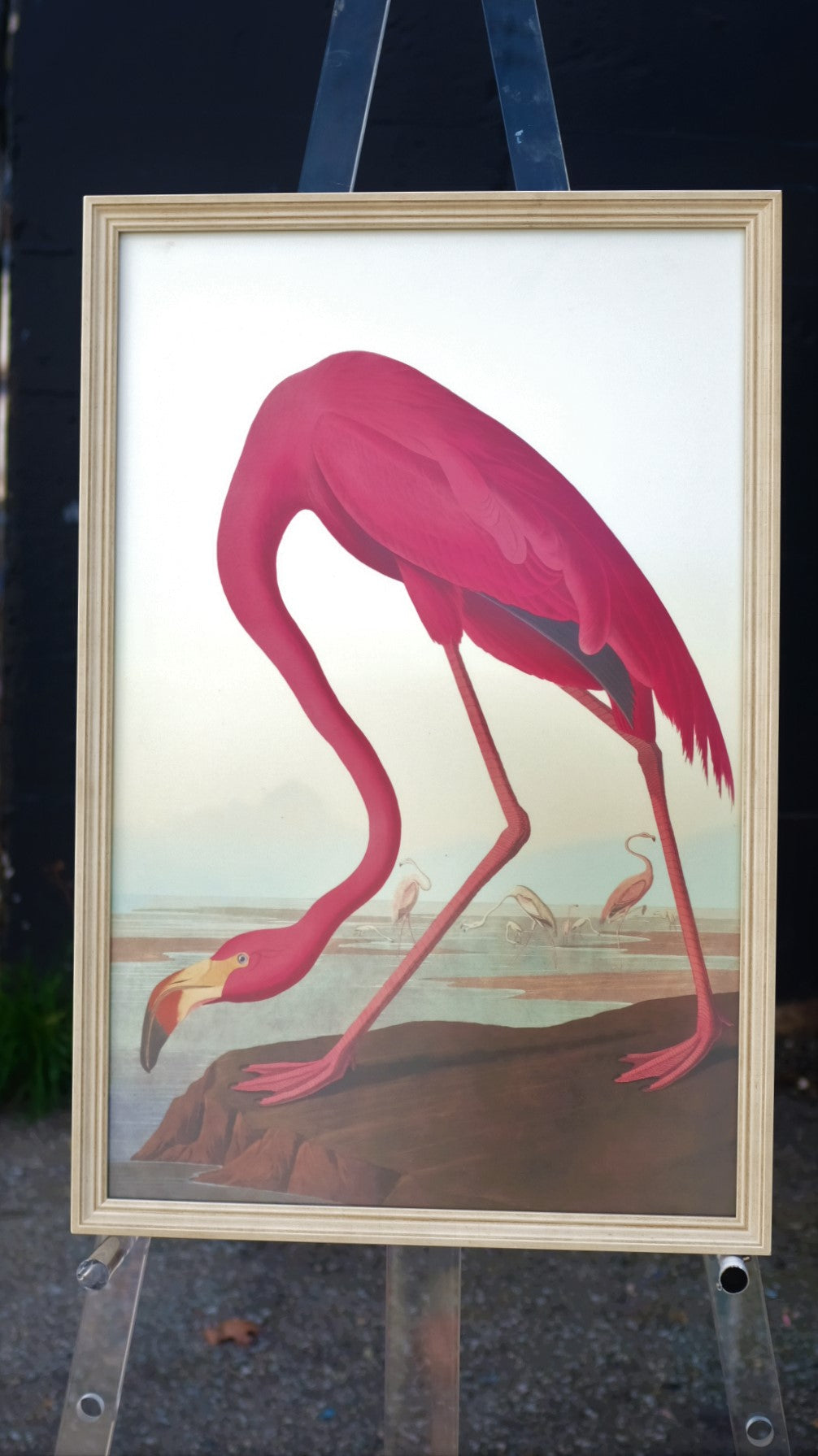 5002 - Flamingo by John J. Audubon