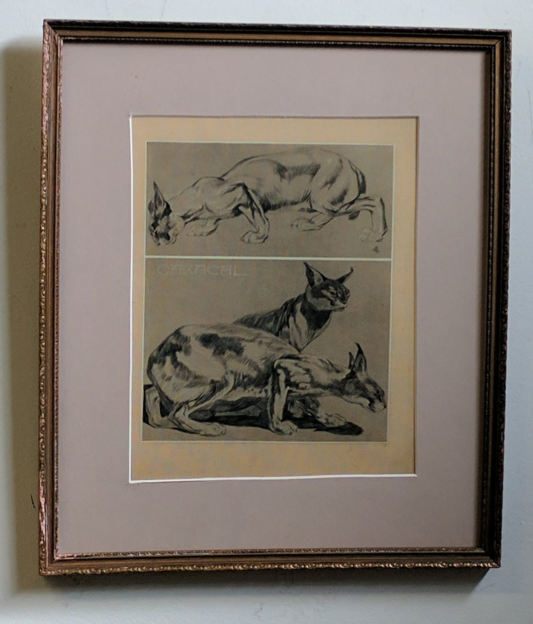 5085 Charcoal Drawing of Siamese Cats