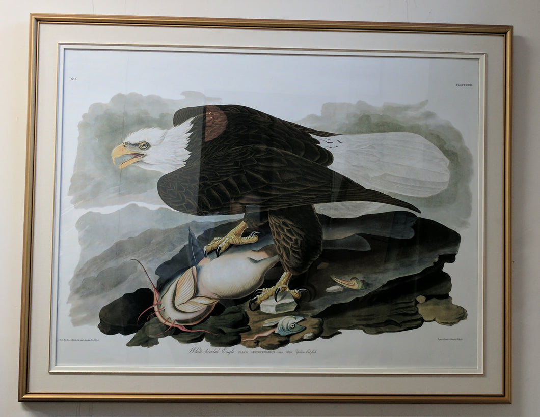 5114 Bald Eagle with Catfish Oil Print