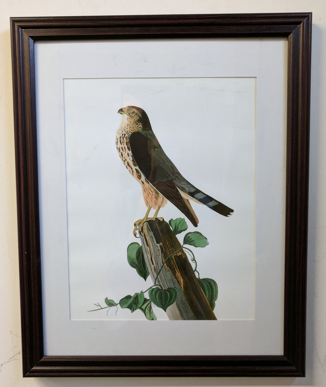 5121 Oil Painting of a Sparrow Hawk After Audubon
