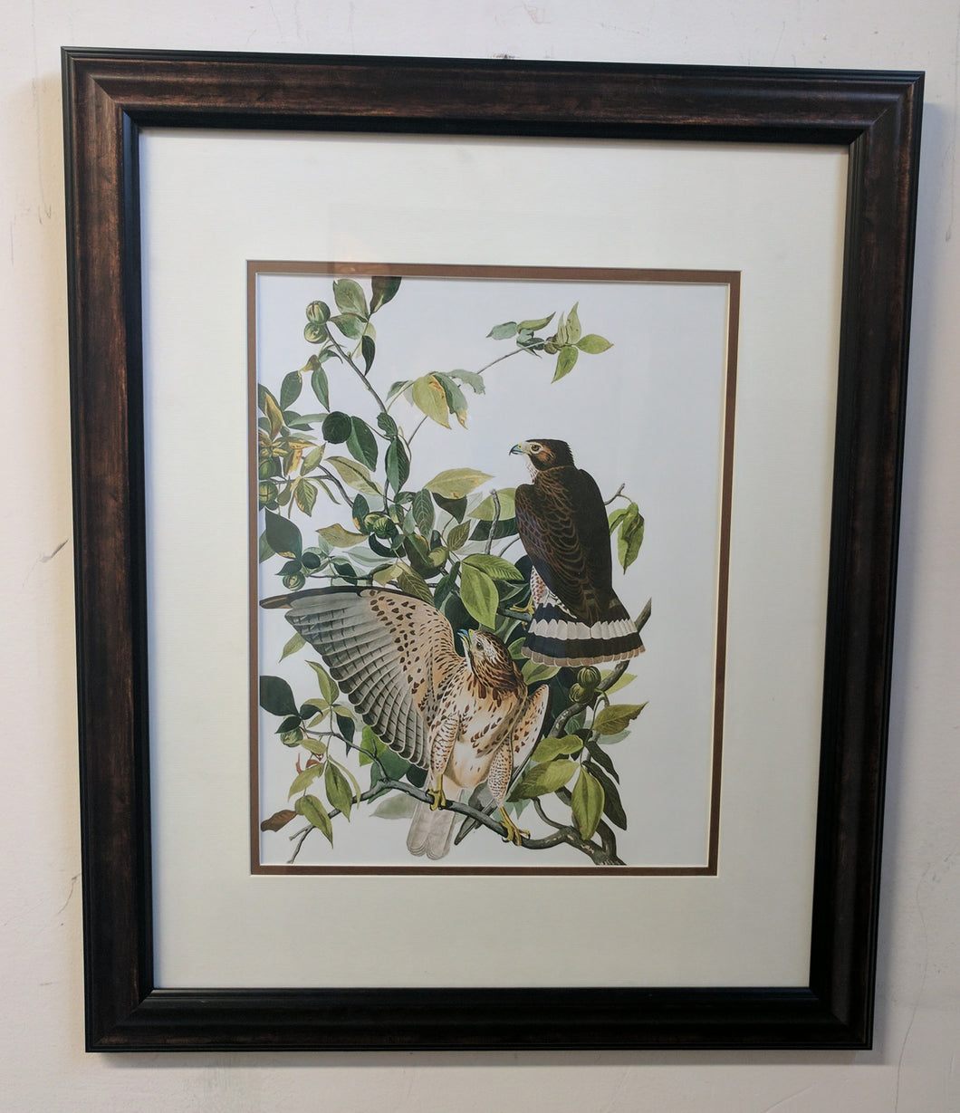 5122 Two Hawks in a Tree After Audubon