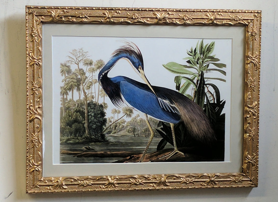 5141 Blue Heron After Audubon