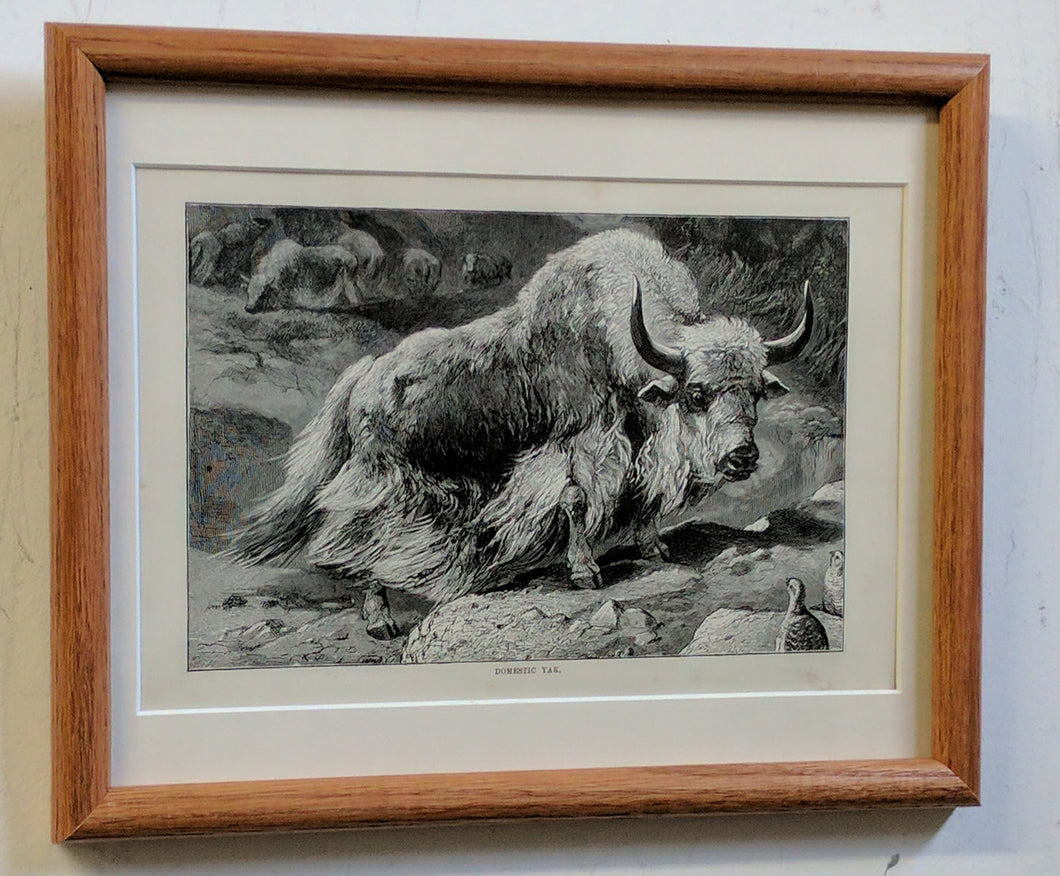5173 Etching of a Yak