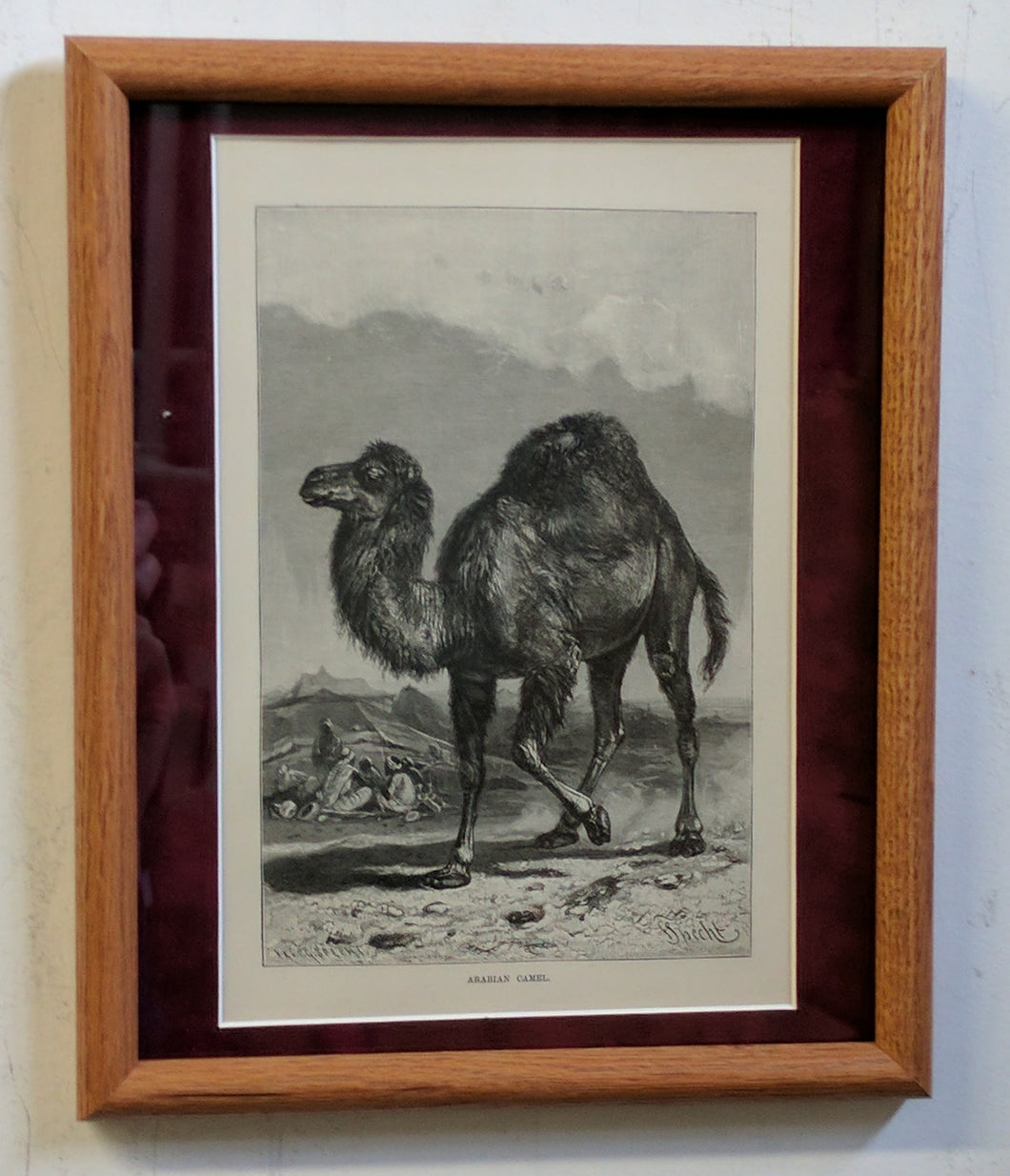 5174 Camel in Desert