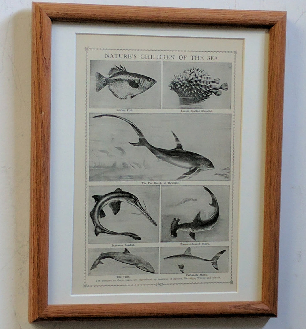 5180 Victorian Era Drawings of Fish 