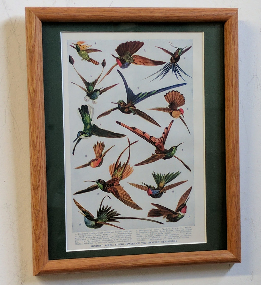 5187 Colorful Hummingbirds
