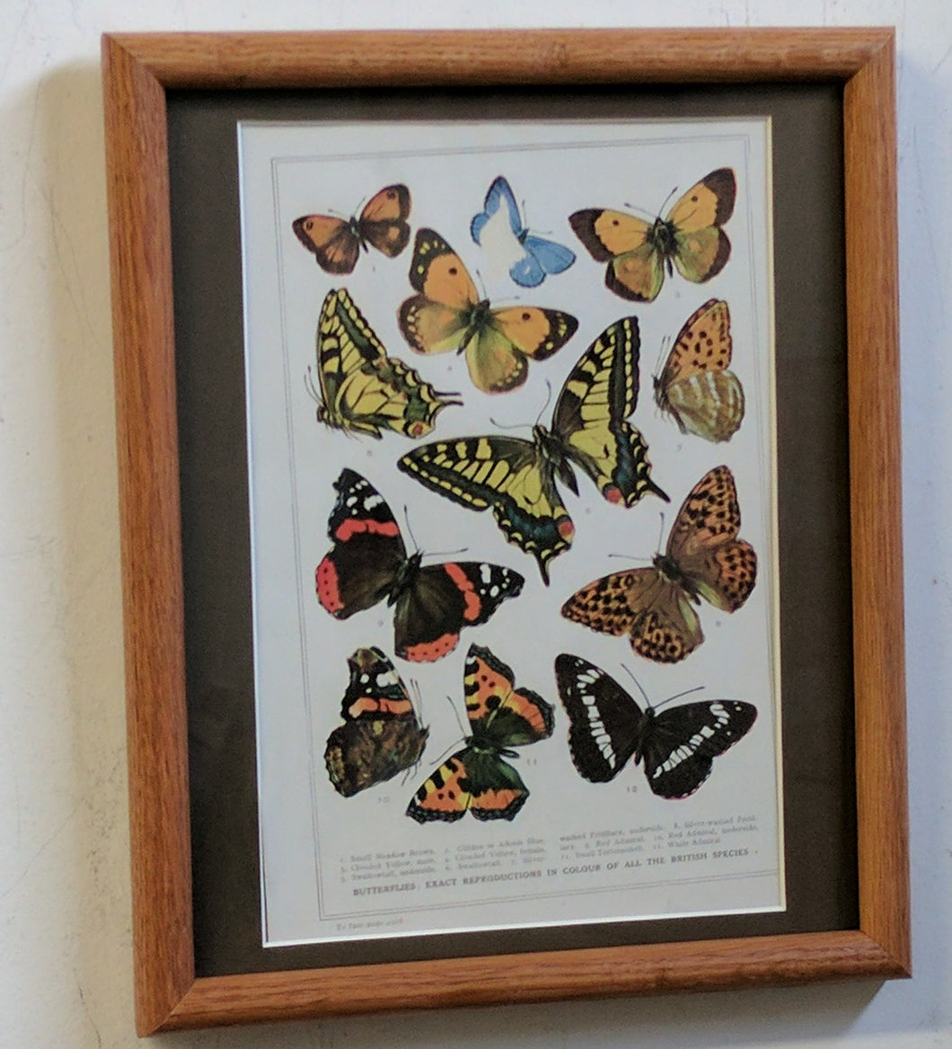 5188 Portrait of Butterflies